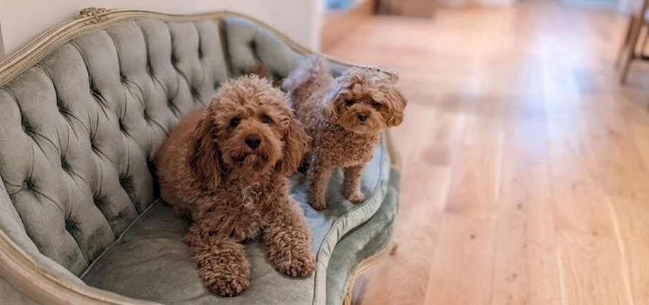 The showroom dogs on a tufted settee